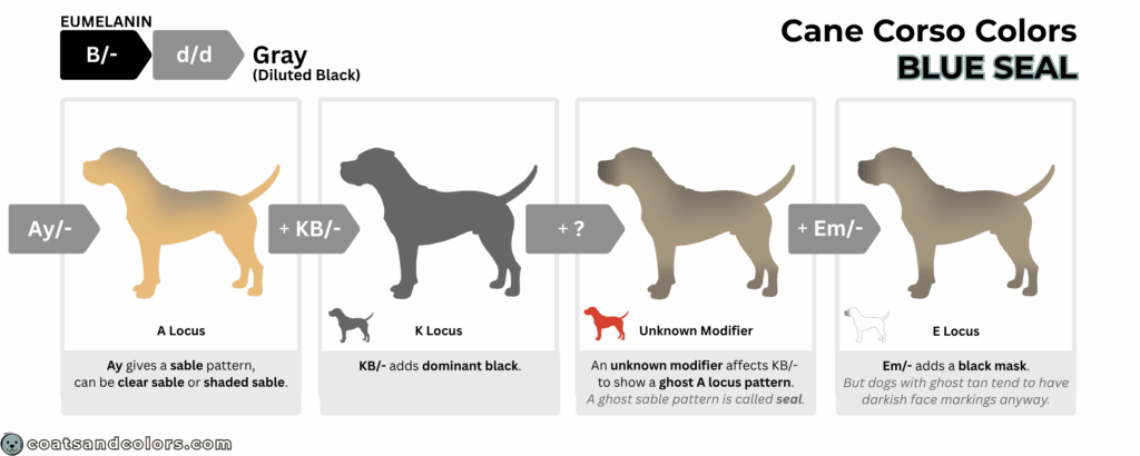 coatsandcolors.com Cane Corso colors base pattern blue seal