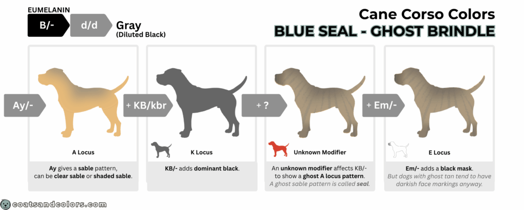 coatsandcolors.com Cane Corso colors base pattern blue seal ghost brindle KBkbr