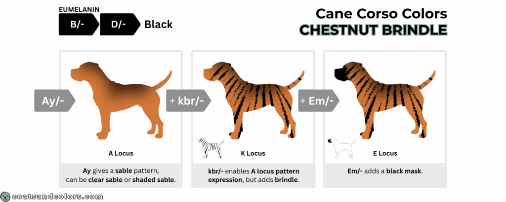 coatsandcolors.com Cane Corso colors base pattern chestnut brindle