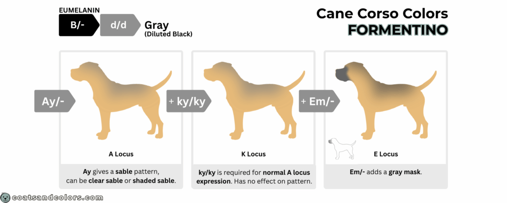 coatsandcolors.com Cane Corso colors base pattern formentino blue fawn