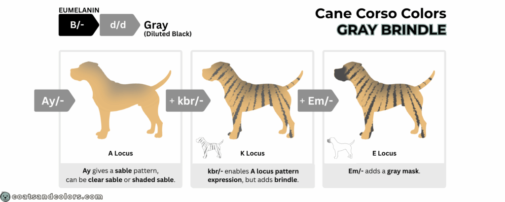 coatsandcolors.com Cane Corso colors base pattern gray brindle
