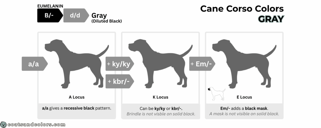 coatsandcolors.com Cane Corso colors base pattern solid gray aa