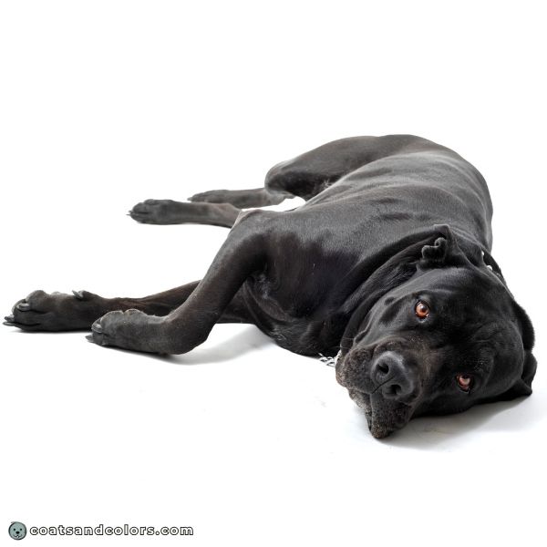 coatsandcolors.com Cane Corso colors black 2