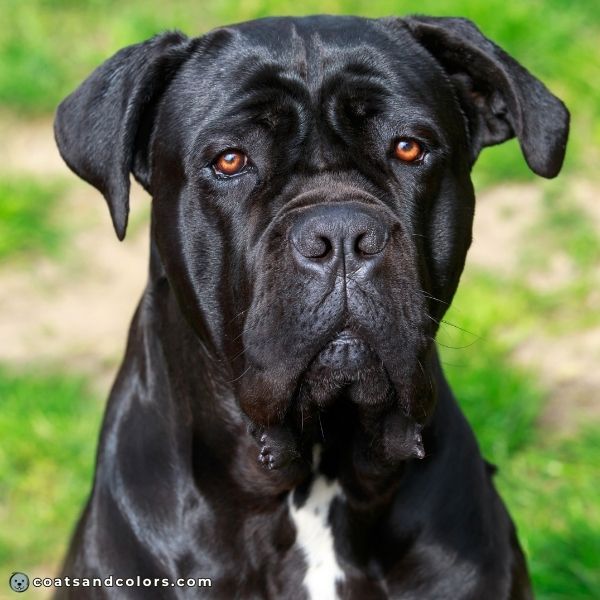 coatsandcolors.com Cane Corso colors black 3