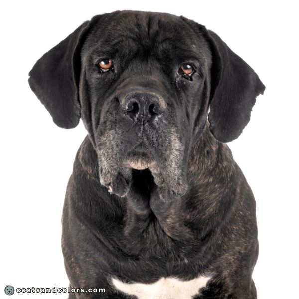 coatsandcolors.com Cane Corso colors black brindle 1