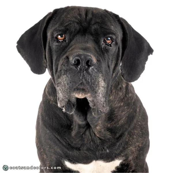 coatsandcolors.com Cane Corso colors black brindle 1