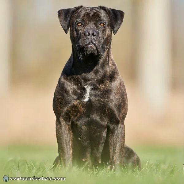 coatsandcolors.com Cane Corso colors black brindle 2