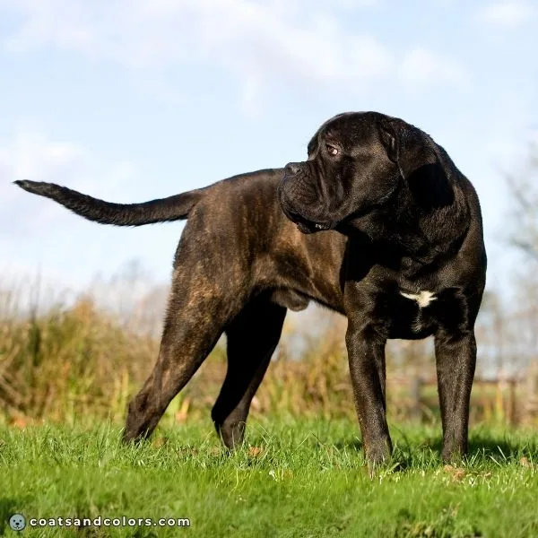 coatsandcolors.com Cane Corso colors black brindle 3