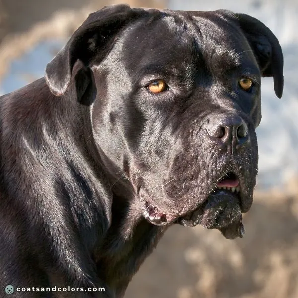 coatsandcolors.com Cane Corso colors black eye color