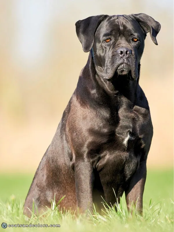 coatsandcolors.com Cane Corso colors black seal