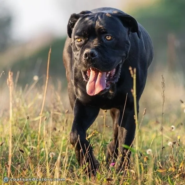 coatsandcolors.com Cane Corso colors black