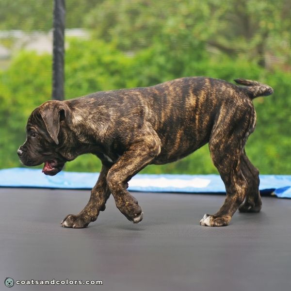 coatsandcolors.com Cane Corso colors brindle density