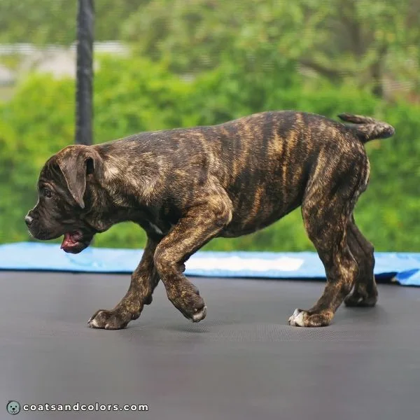 coatsandcolors.com Cane Corso colors brindle density