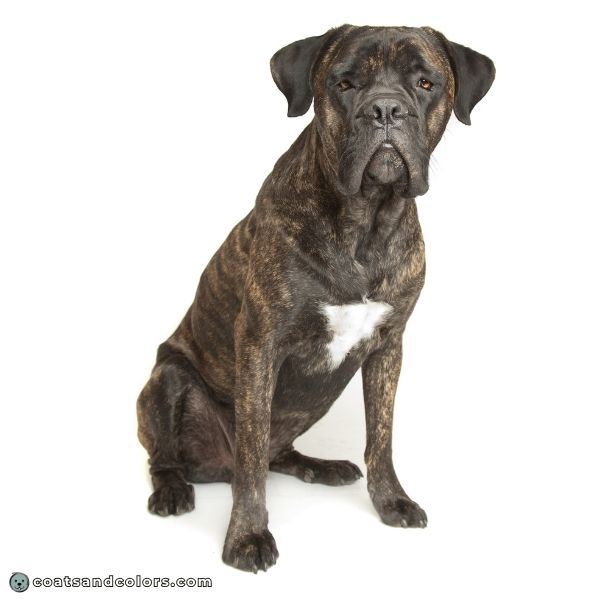 coatsandcolors.com Cane Corso colors brindle