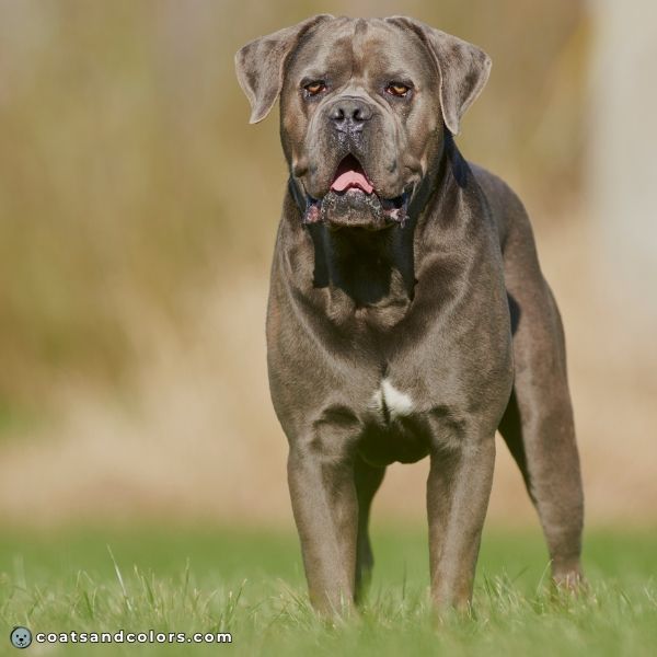 coatsandcolors.com Cane Corso colors bue seal