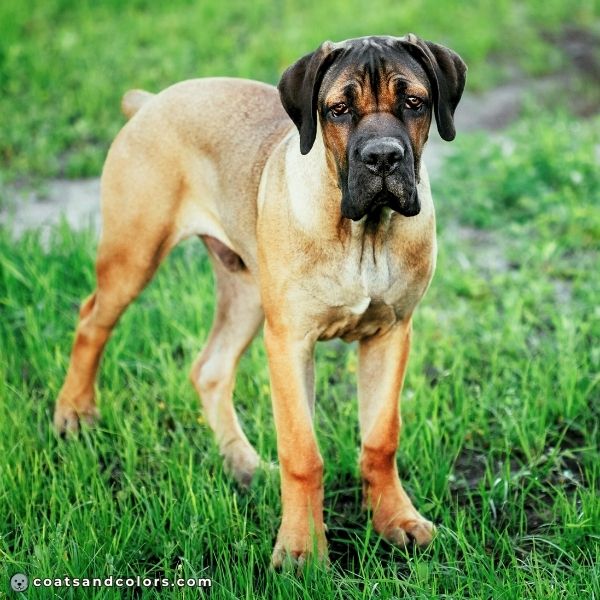 coatsandcolors.com Cane Corso colors carbon