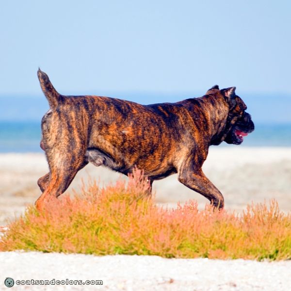 coatsandcolors.com Cane Corso colors chestnut brindle