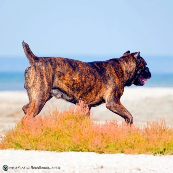 coatsandcolors.com Cane Corso colors chestnut brindle