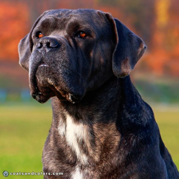 coatsandcolors.com Cane Corso colors dark gray brindle
