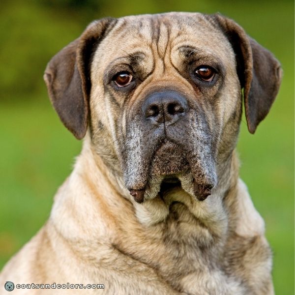 coatsandcolors.com Cane Corso colors fawn 1