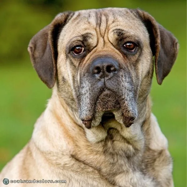 coatsandcolors.com Cane Corso colors fawn 1
