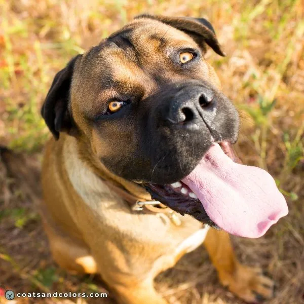 coatsandcolors.com Cane Corso colors fawn 2