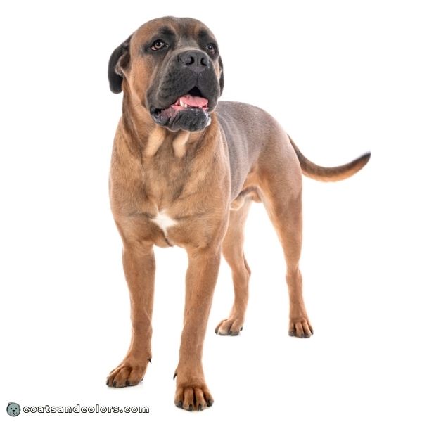 coatsandcolors.com Cane Corso colors formentino 1