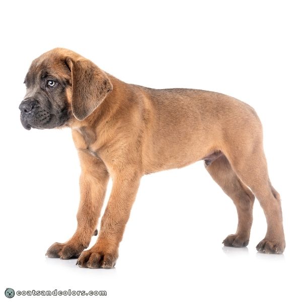 coatsandcolors.com Cane Corso colors formentino gray mask