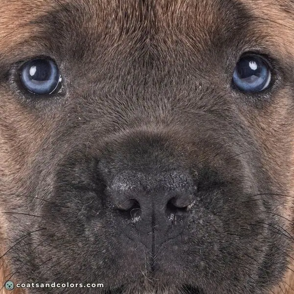 coatsandcolors.com Cane Corso colors formentino nose color puppy