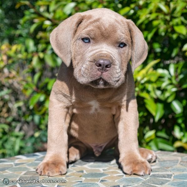 coatsandcolors.com Cane Corso colors formentino puppy