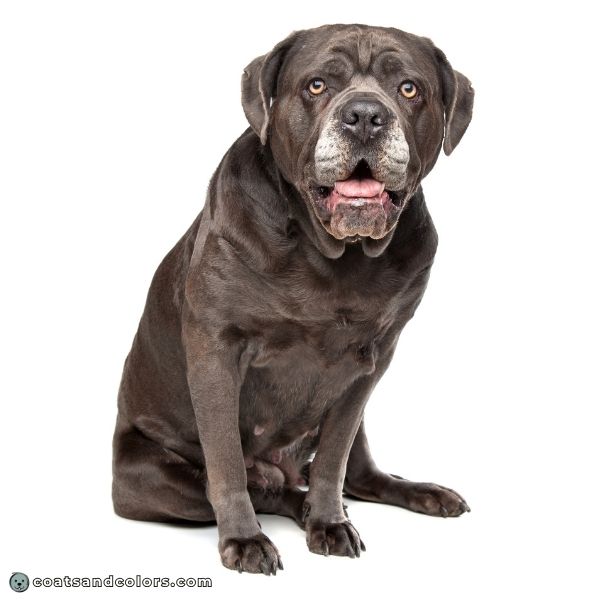 coatsandcolors.com Cane Corso colors gray 1