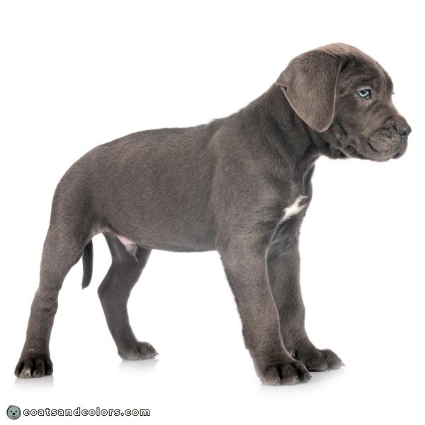 coatsandcolors.com Cane Corso colors gray 4