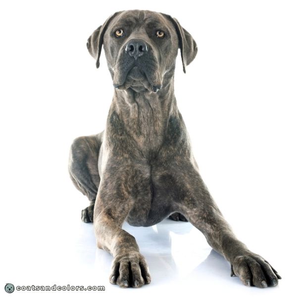 coatsandcolors.com Cane Corso colors gray brindle 2