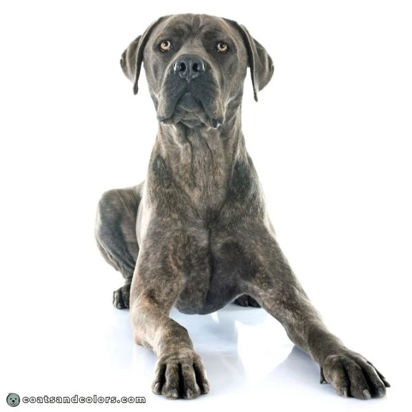 coatsandcolors.com Cane Corso colors gray brindle 2