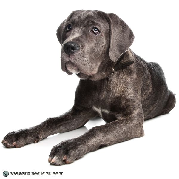 coatsandcolors.com Cane Corso colors gray brindle