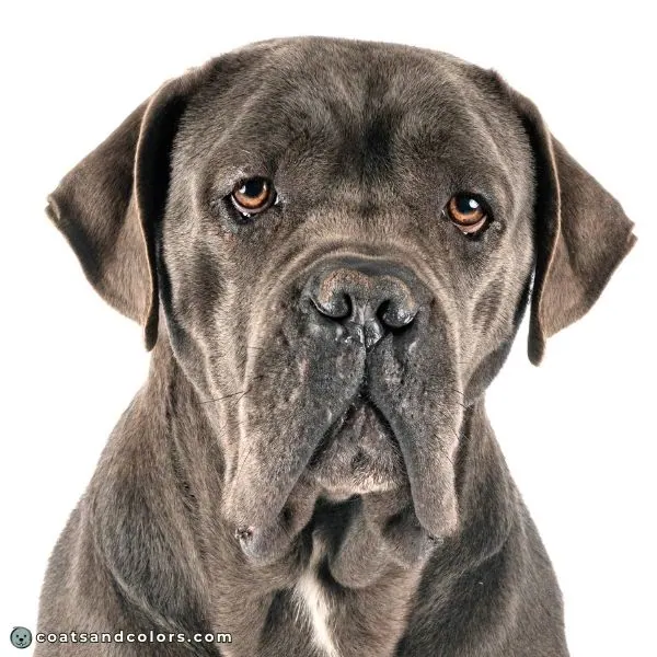 coatsandcolors.com Cane Corso colors gray eye color darker