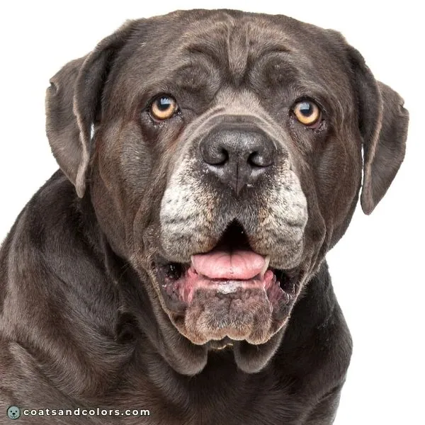 coatsandcolors.com Cane Corso colors gray eye color