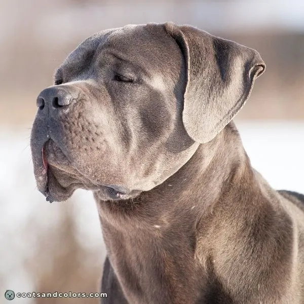 coatsandcolors.com Cane Corso colors gray nose