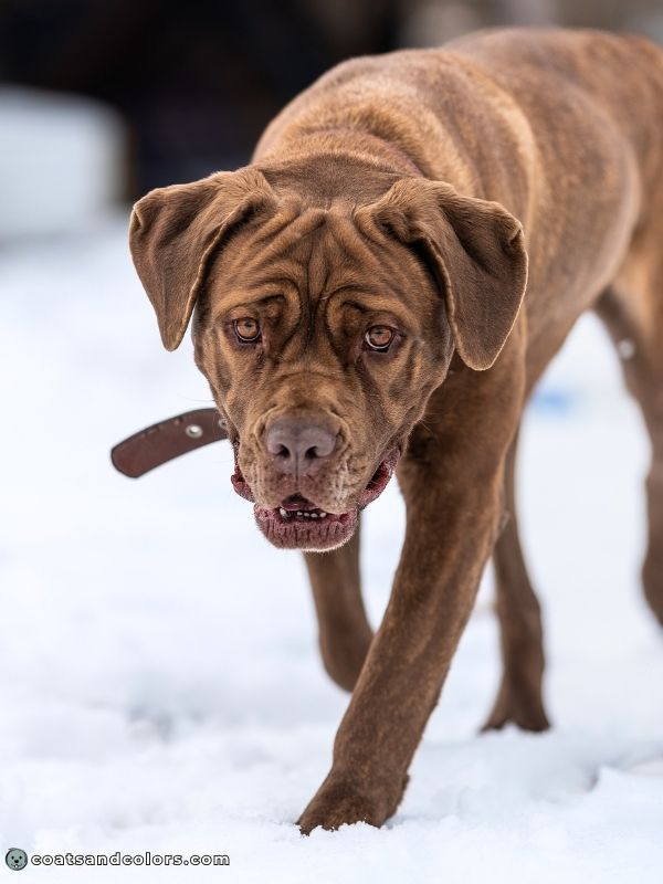 coatsandcolors.com Cane Corso colors liver brindle