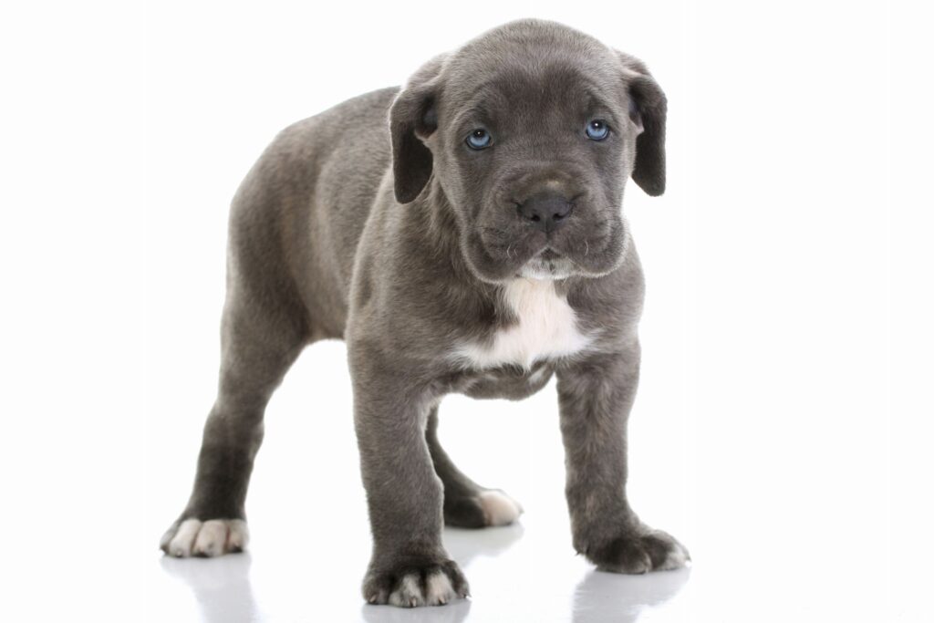 coatsandcolors.com Cane Corso colors puppy white markings