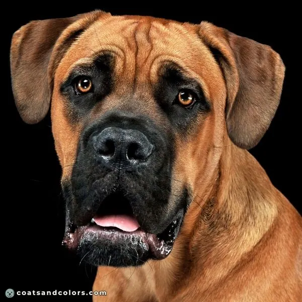 coatsandcolors.com Cane Corso colors red 2