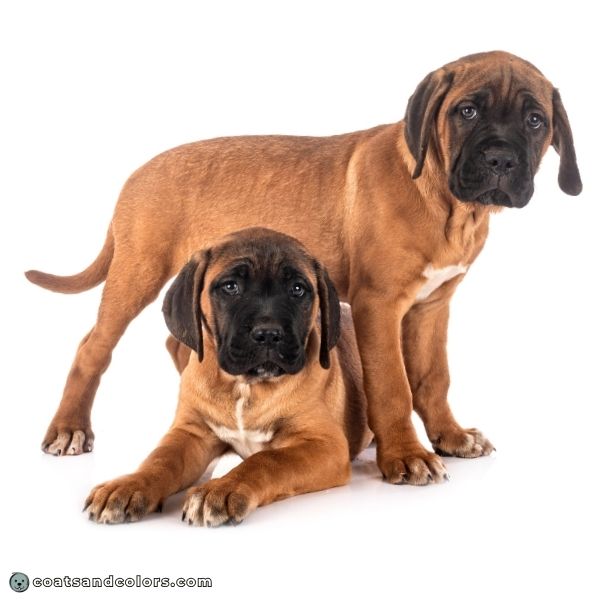 coatsandcolors.com Cane Corso colors red 3