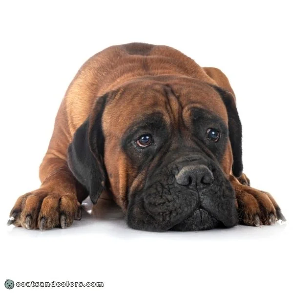 coatsandcolors.com Cane Corso colors red