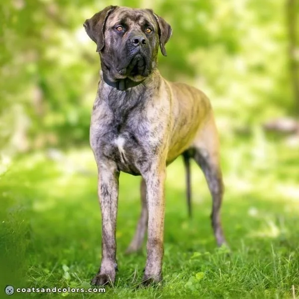 coatsandcolors.com Cane Corso colors reverse brindle