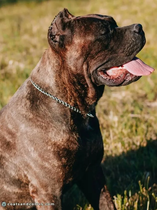 coatsandcolors.com Cane Corso colors seal brindle candidate