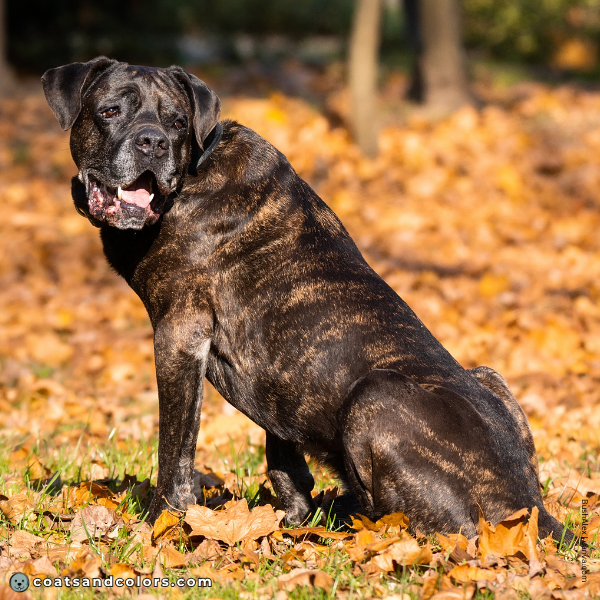 coatsandcolors.com Cane Corso colors tiger brindle