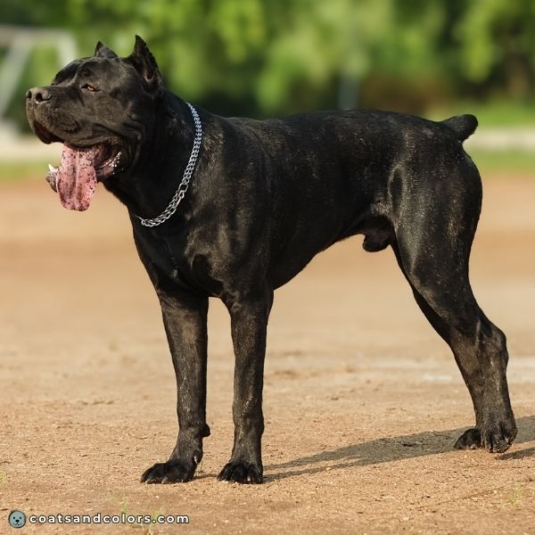 coatsandcolors.com Cane Corso colors very black brindle