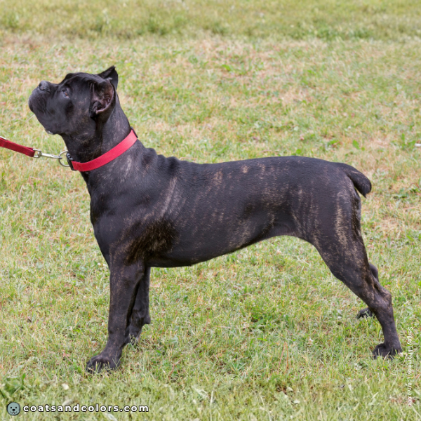 coatsandcolors.com Cane Corso colors very dark black brindle 3