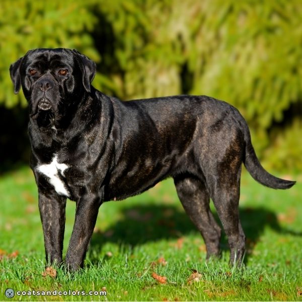 coatsandcolors.com Cane Corso colors very dark black brindle