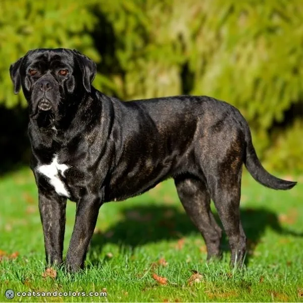 coatsandcolors.com Cane Corso colors very dark black brindle